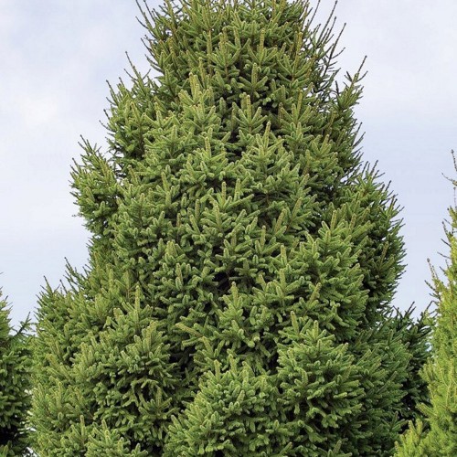 Picea abies 'Clanbrasilliana Stricta' - Harilik kuusk 'Clanbrasilliana Stricta'C5/5L
